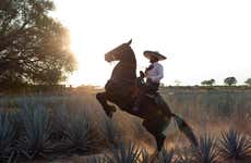 Paseo a caballo por los campos de agave del Rancho Don Jacinto