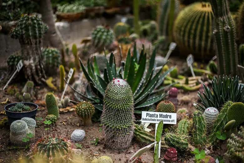 Learn about cacti