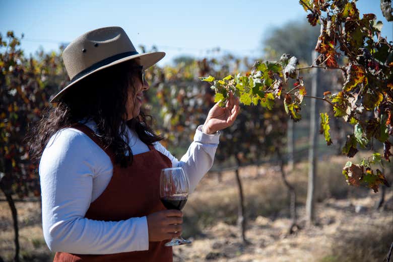 Explorez le vignoble