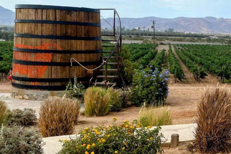 Aprenderemos sobre la producción de vino del Valle de Guadalupe