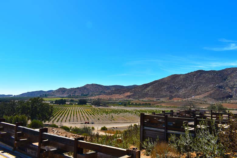 Valle de Guadalupe