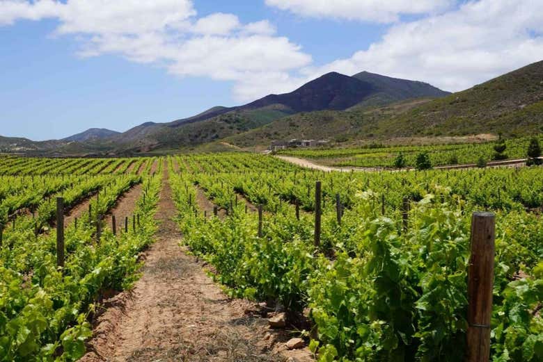 Un viñedo en el Valle de Guadalupe