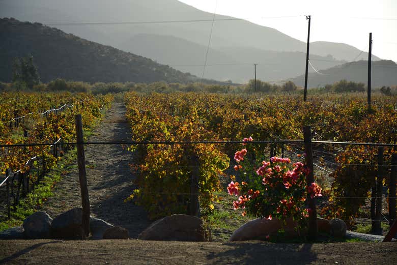 Campos de vides, Baja California