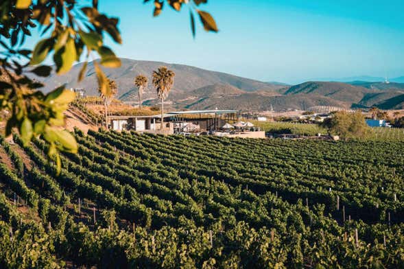 Ruta del vino por el Valle de Guadalupe