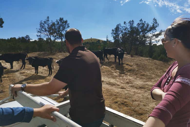 Toros en la hacienda Tepetzala