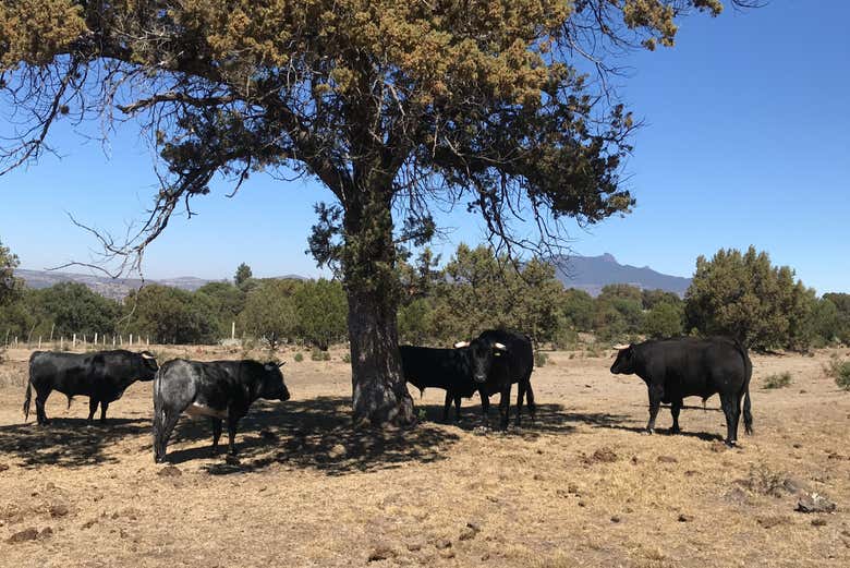 Toros en la finca de una de las haciendas