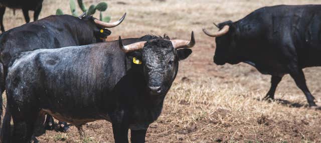 Tour por las haciendas de Tlaxcala
