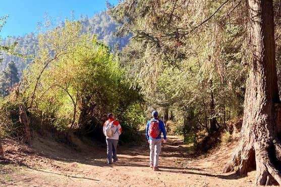 Randonnée dans les forêts du Nevado de Toluca