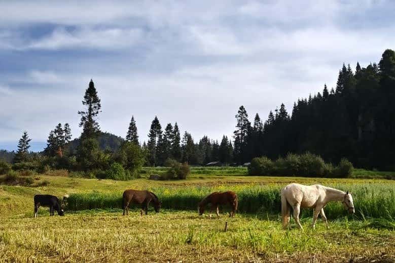 Chevaux dans les forêts du Nevado de Toluca