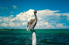 Avistamento de aves na reserva Sian Ka'an