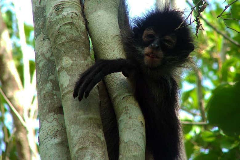 Spot spider monkeys!