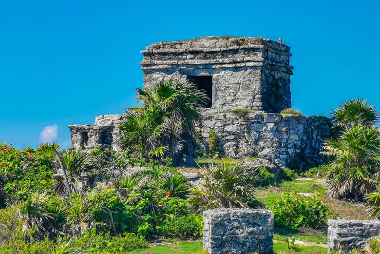 With our knowledgeable guide, you'll learn all about the Maya