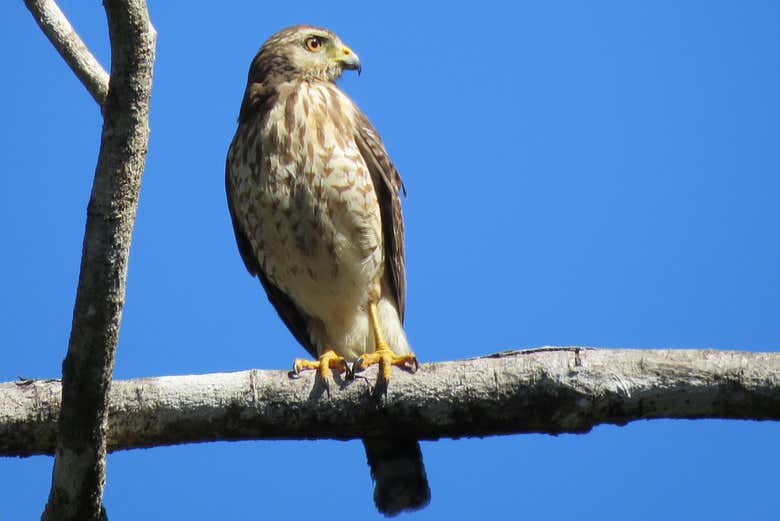 Avistando aves en la reserva de Sian Ka'an