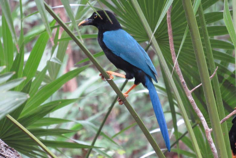 Conociendo la avifauna de la Reserva de la Biosfera Sian Ka'an
