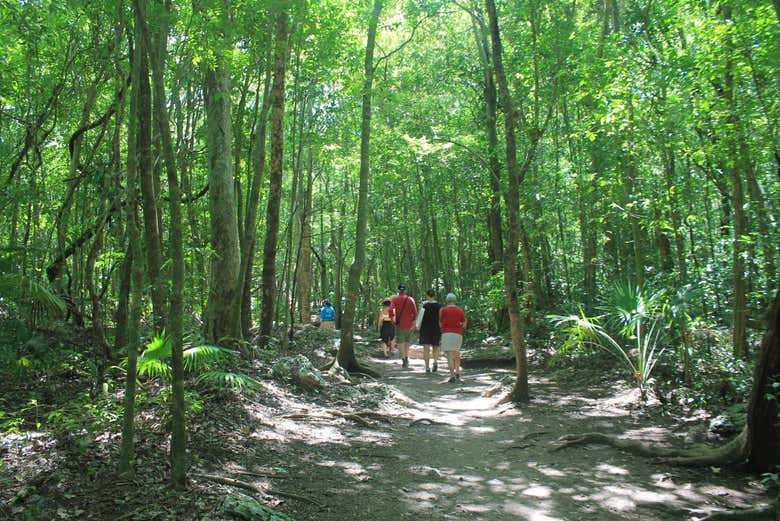 Caminando a través de la jungla colombiana