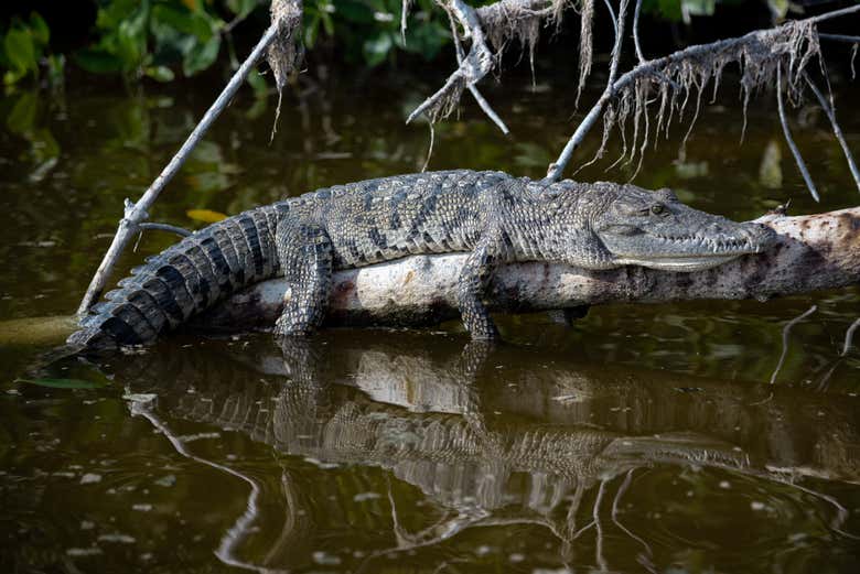 Watch out for crocodiles