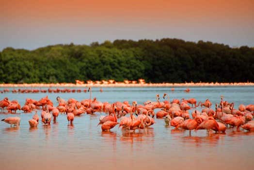 La mayor colonia de flamencos de Norteamérica