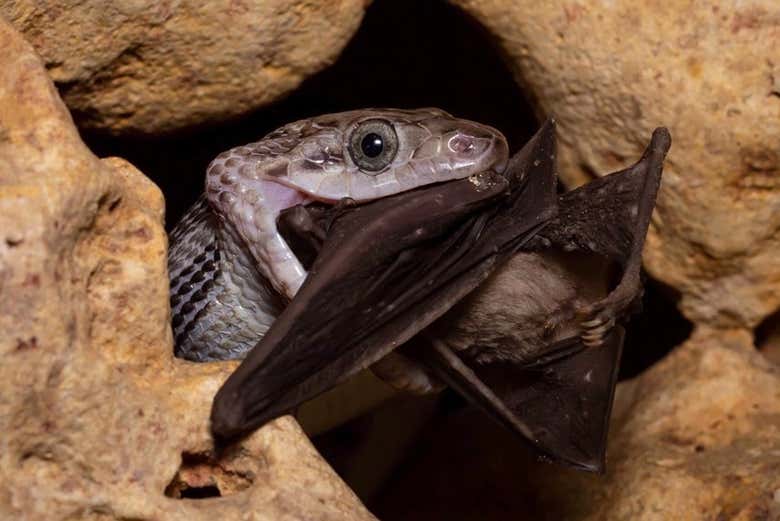 Una serpiente con un murciélago en la boca