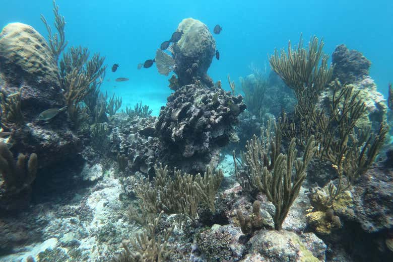 Admire Tulum's seabed