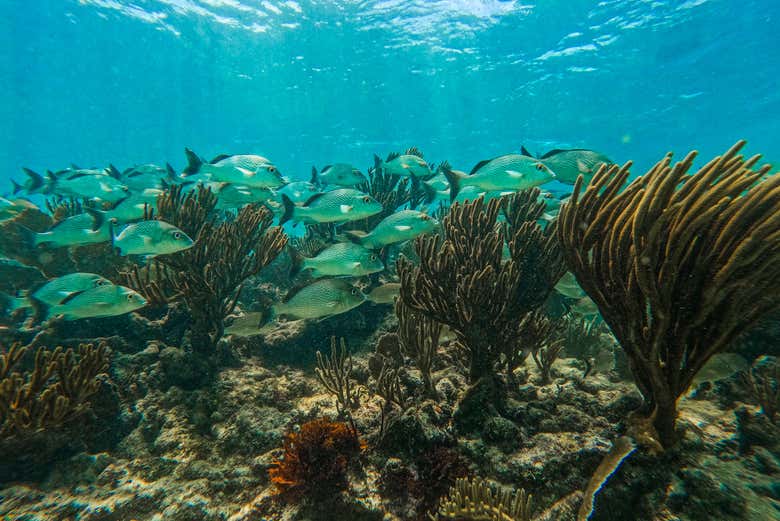 Peces nadando por el arrecife