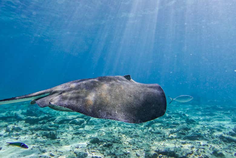 Una elegante mantarraya
