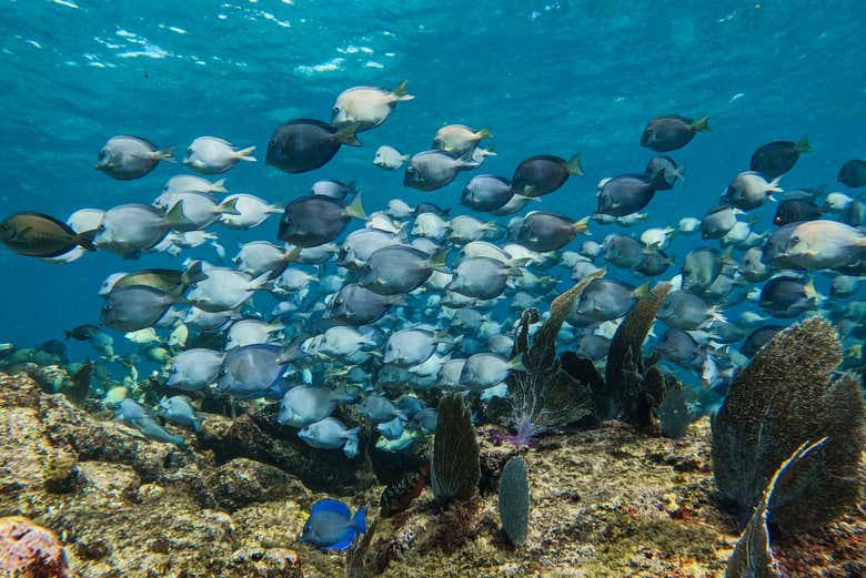 Cardume de peixes tropicais