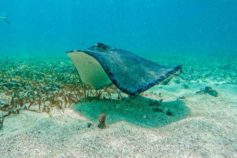 Una de las mantarrayas que habitan en la zona