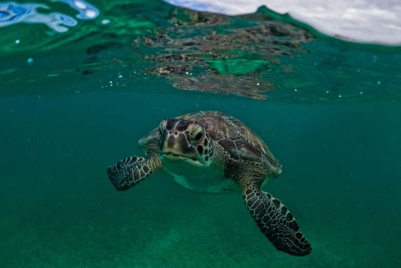 Vamos tentar avistar tartarugas marinhas
