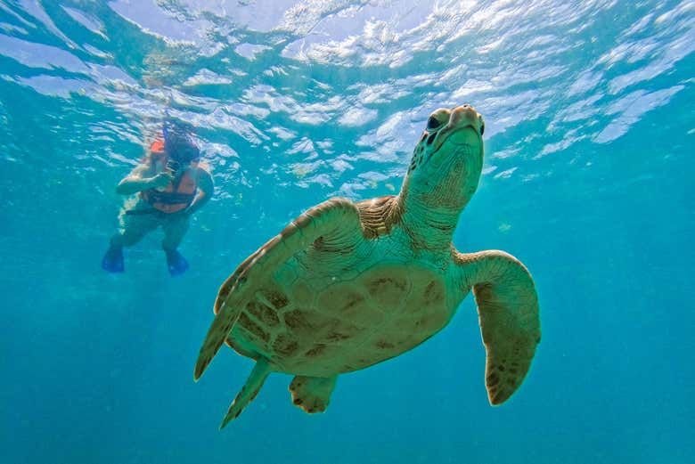 Buceando junto a una tortuga marina