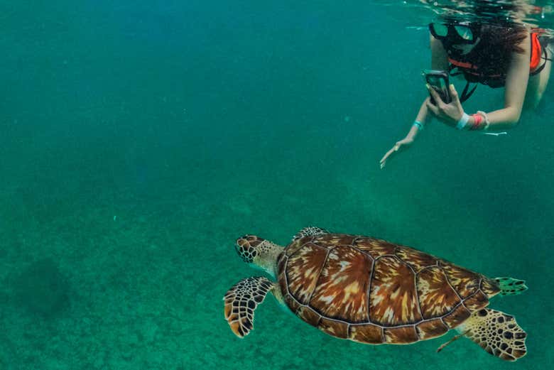 Fotografando uma tartaruga marinha