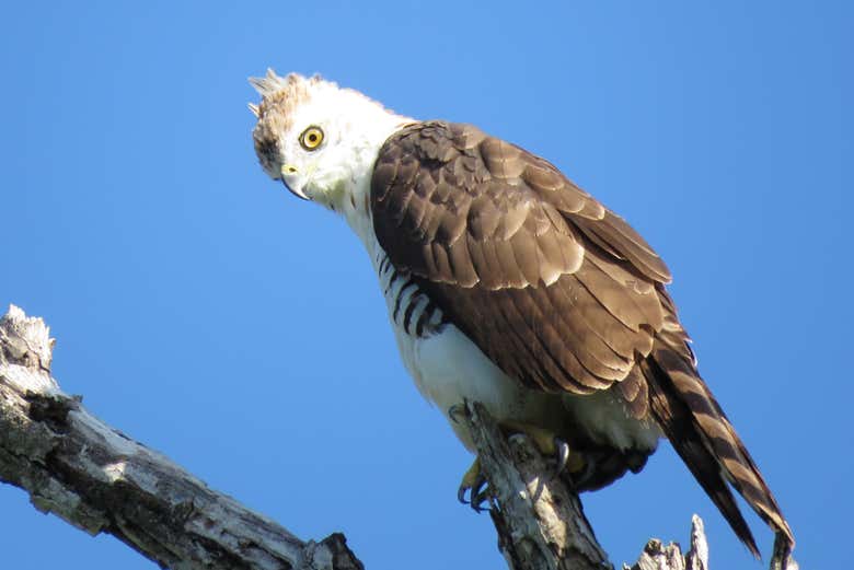 Descubriendo todo sobre las aves locales