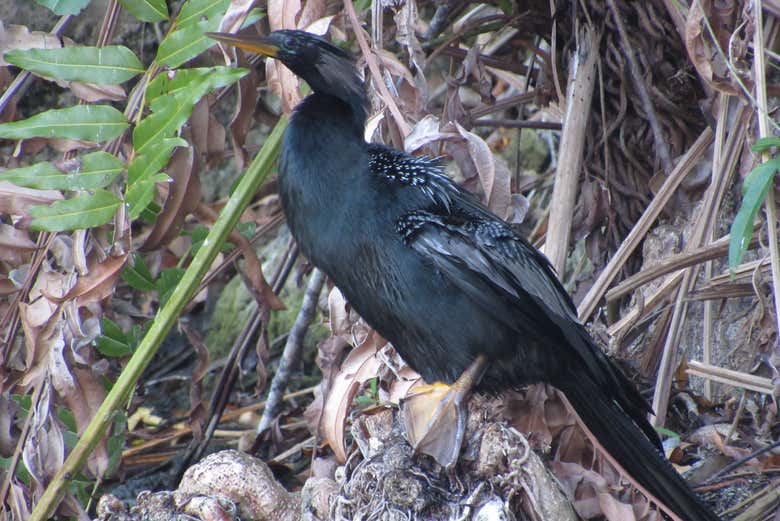 Una de las aves que podremos ver durante el tour