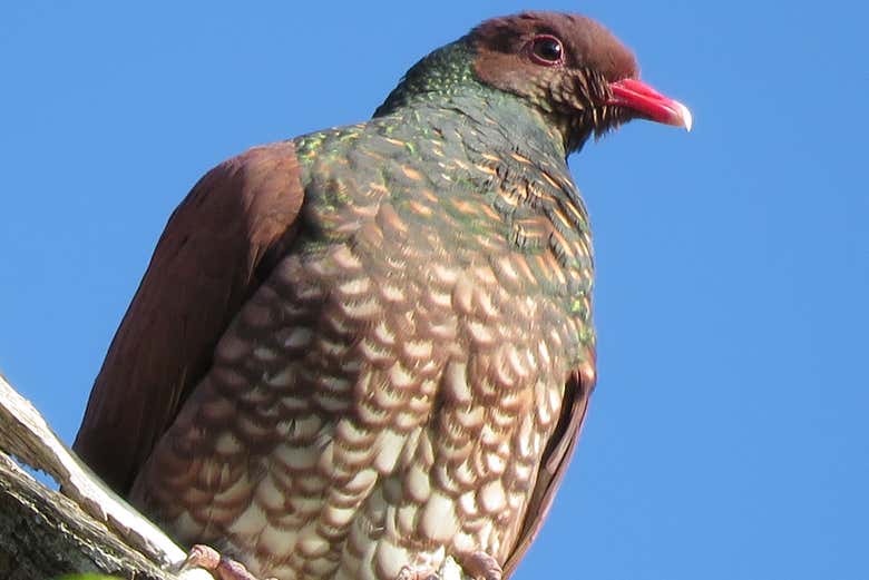 Avistamiento de avifauna en la reserva de Sian Ka'an