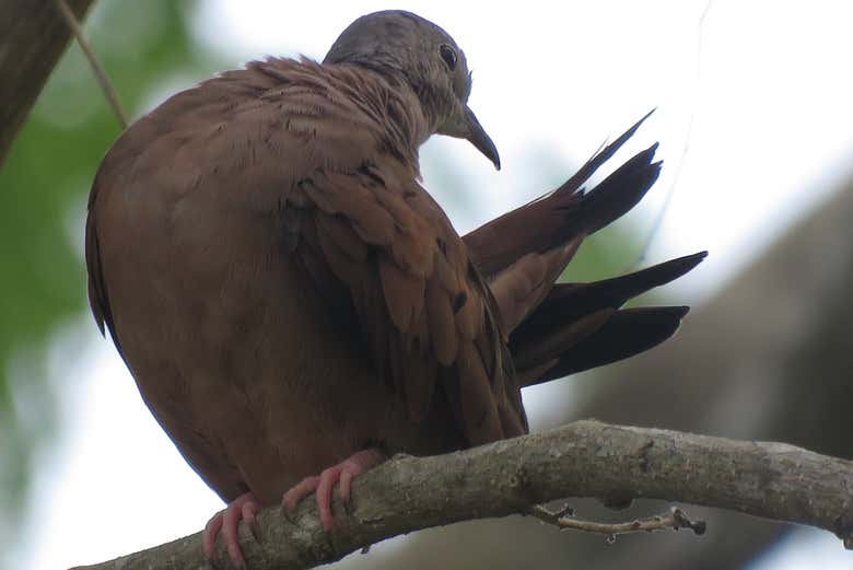 Atentos al comportamiento de las aves