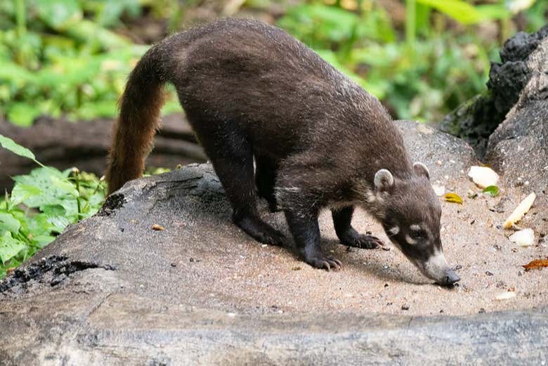 Conhecendo os animais do zoológico