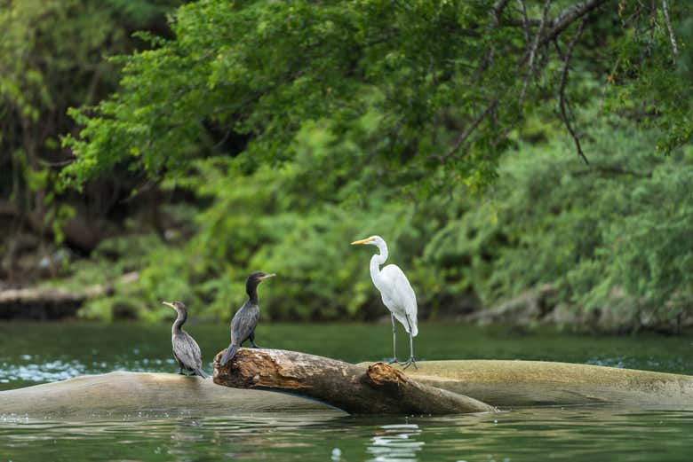 Aves en el Cañón del Sumidero