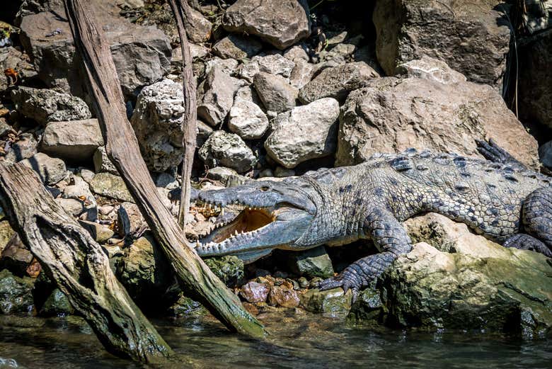 Crocodilo do Cânion del Sumidero