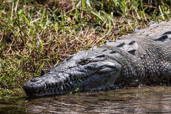 Crocodilo do Zoológico Miguel Álvarez del Toro