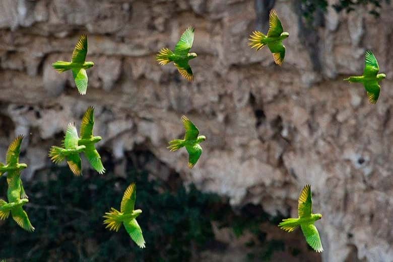 Cotorras volando