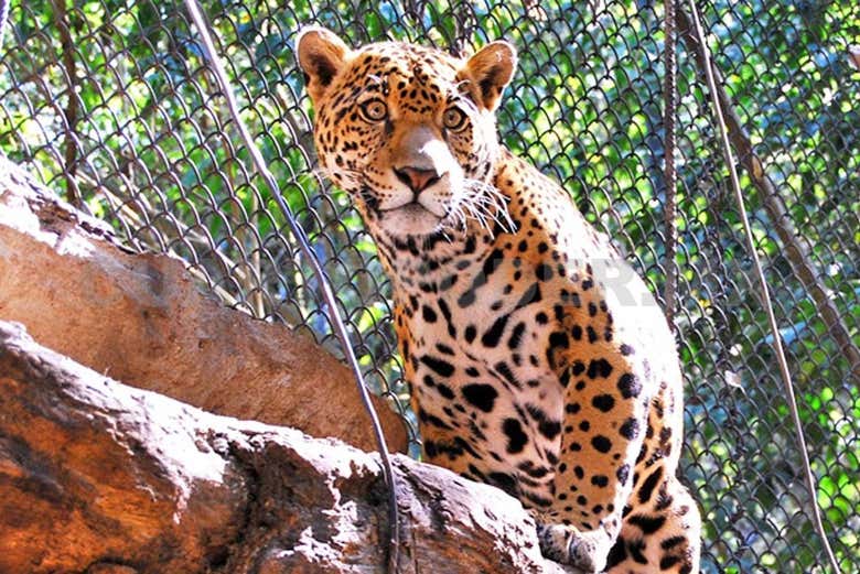 Look at jaguars at Zoomat!