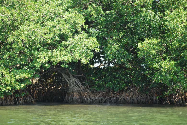 Manglares de Boca del cielo