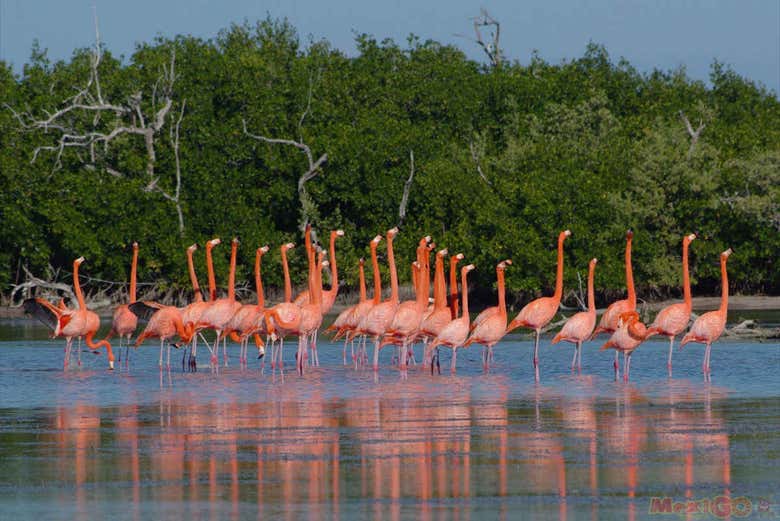 Flamingos de Río Lagartos