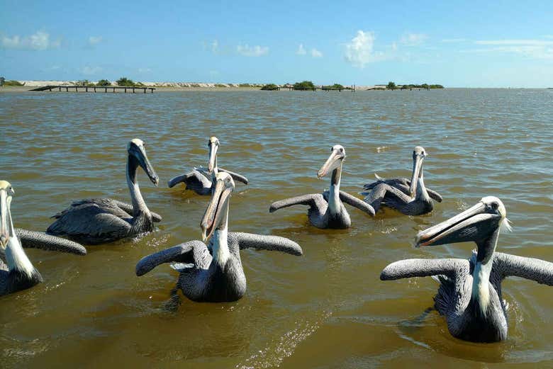 Reserva natural de Río Lagartos