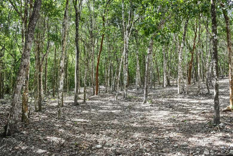 La giungla intorno alle rovine di Cobá