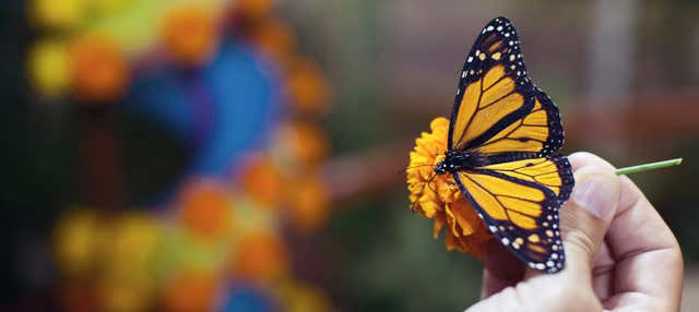 Excursión al Santuario de la Mariposa Monarca