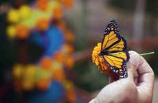 Excursión al Santuario de la Mariposa Monarca