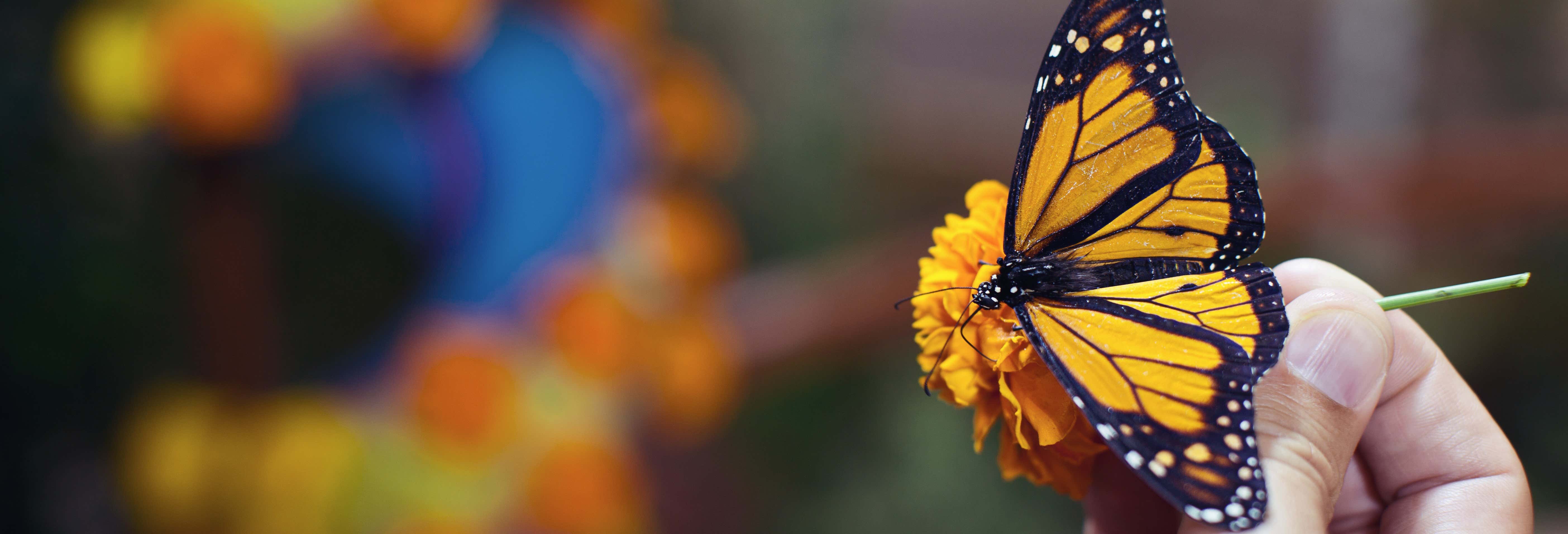 Visitas guiadas y free tours en Valle de Bravo