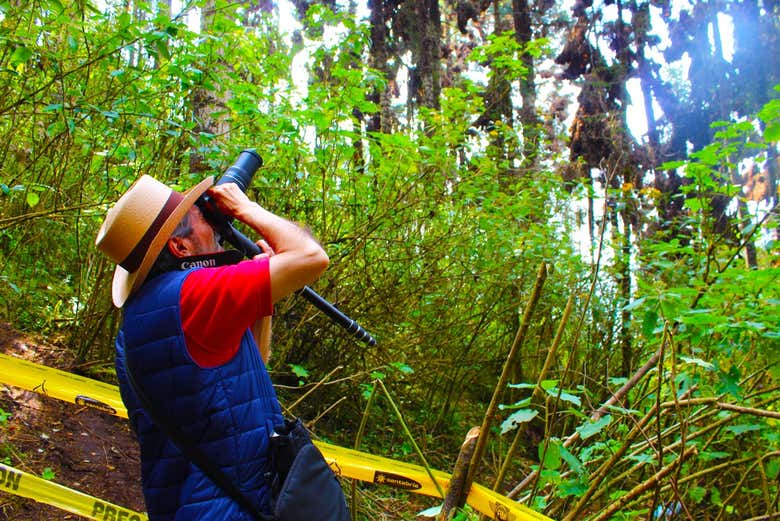 Avistamiento de mariposas monarca