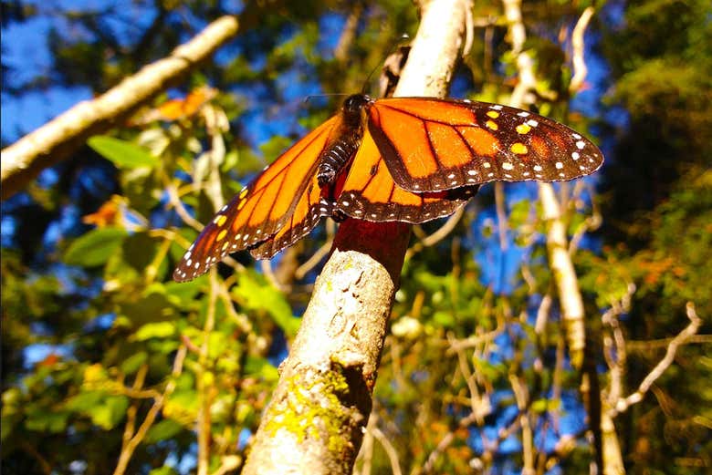 Viendo el comportamiento de la mariposa monarca