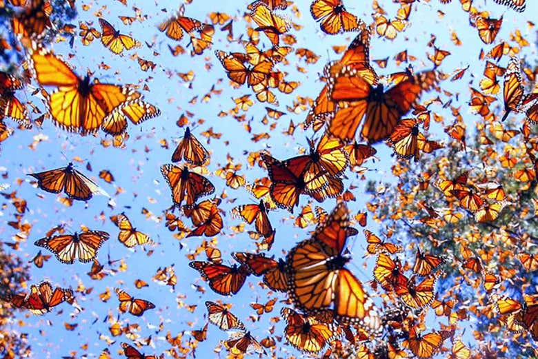 Mariposas monarca revoloteando